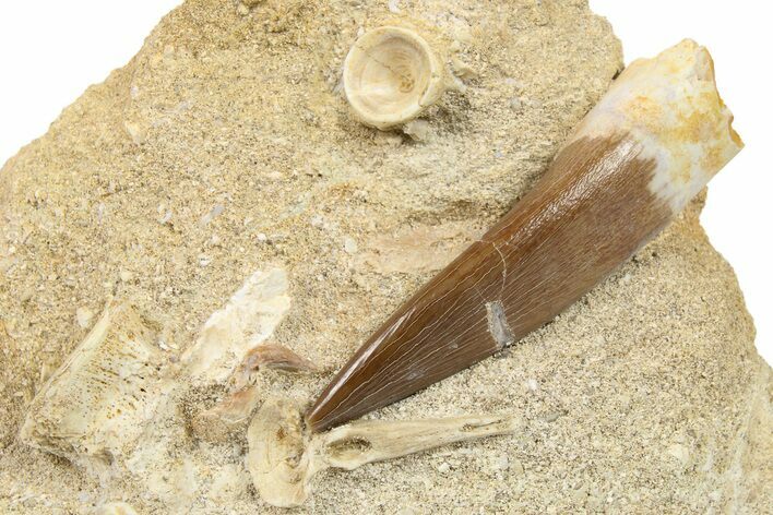 Fossil Plesiosaur (Zarafasaura) Tooth in Rock - Morocco #264615